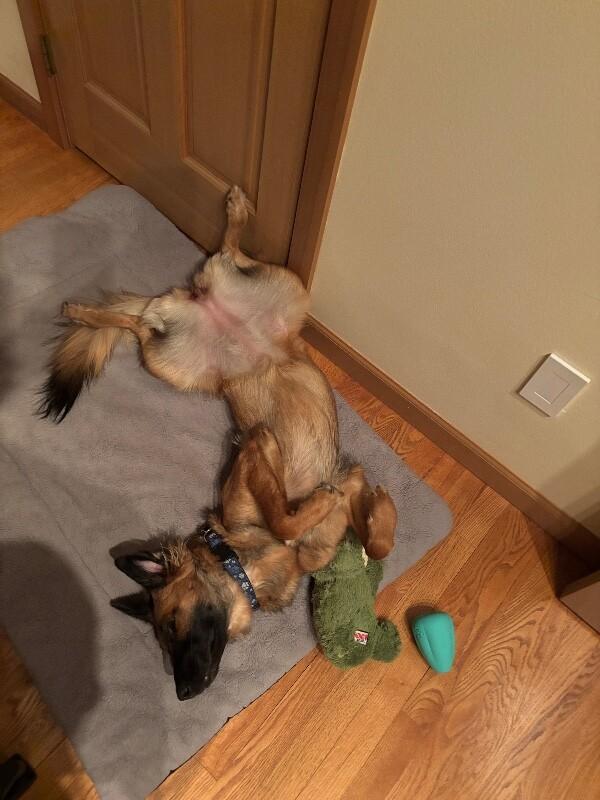 Willow, a Adoptable mixed breed in Seattle, WA image 5/6