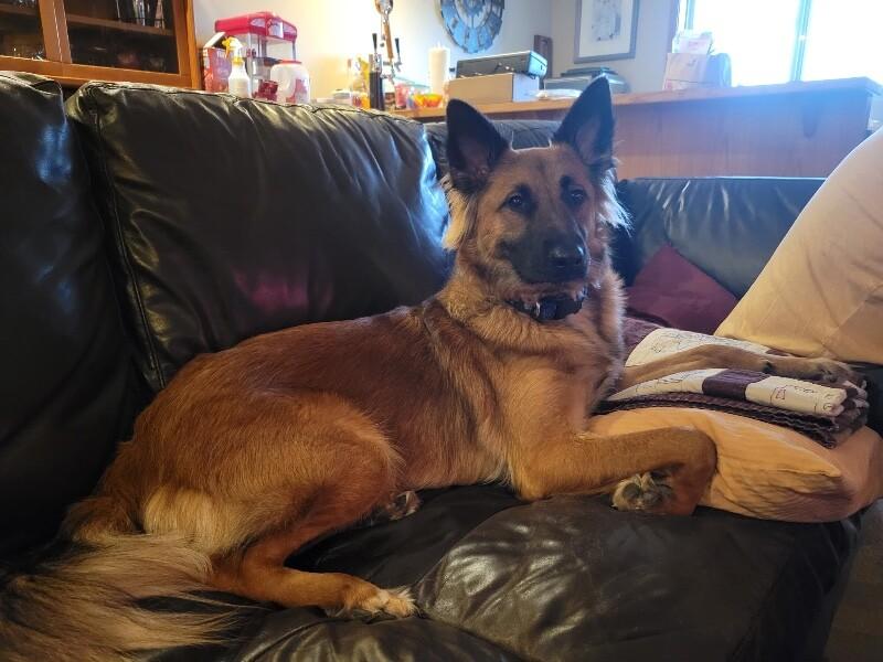 Willow, a Adoptable mixed breed in Seattle, WA image 6/6