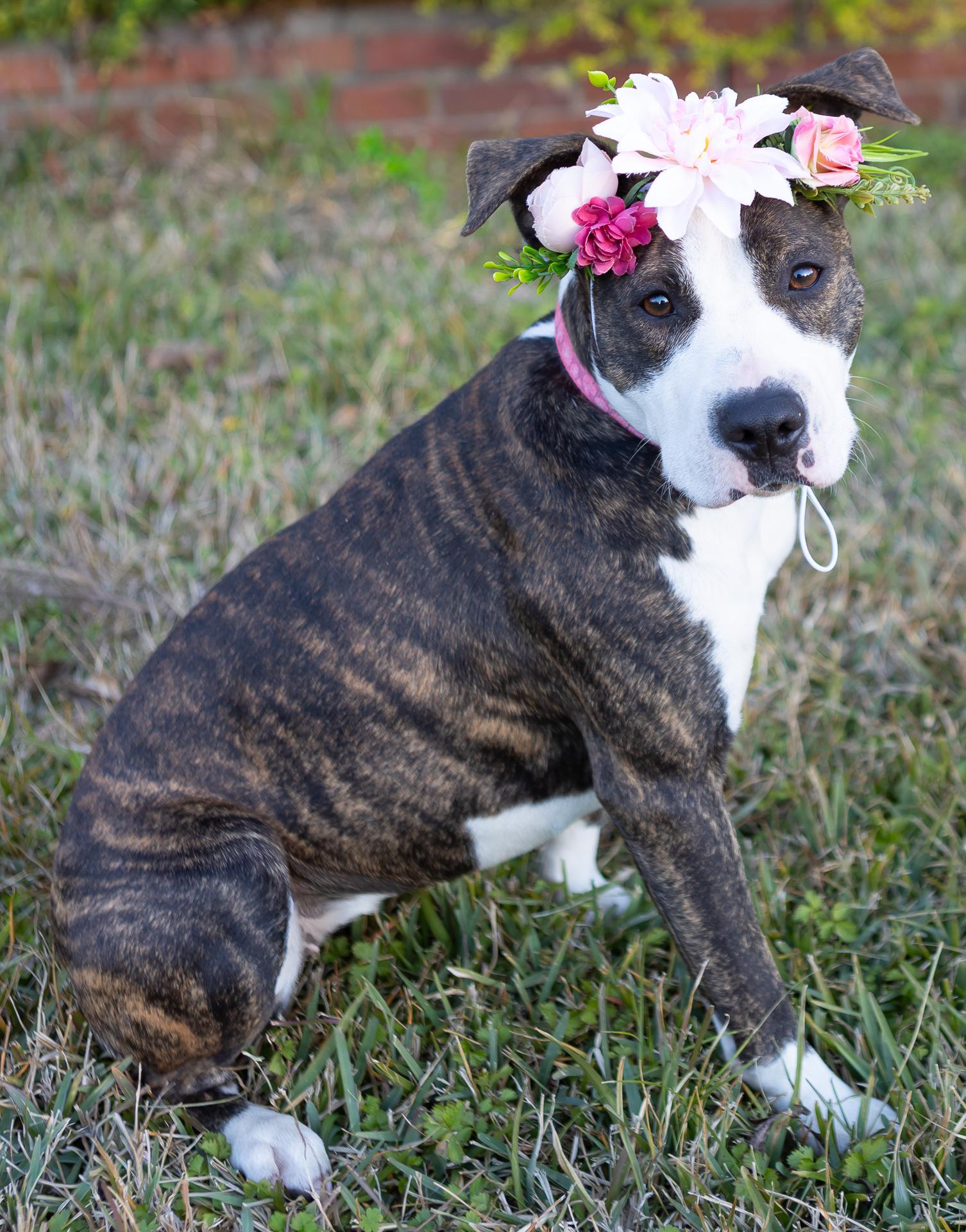 Piggy, ADOPTABLE, Adult Female American Staffordshire Terrier & Boxer.