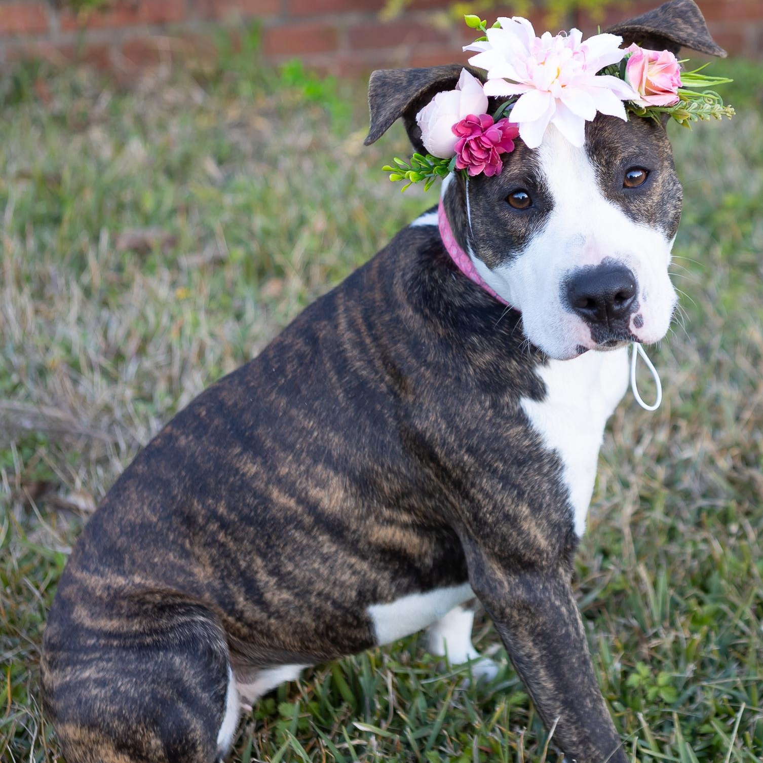 Enlarge Piggy, an adopted mixed breed in Zachary, LA image 2/6