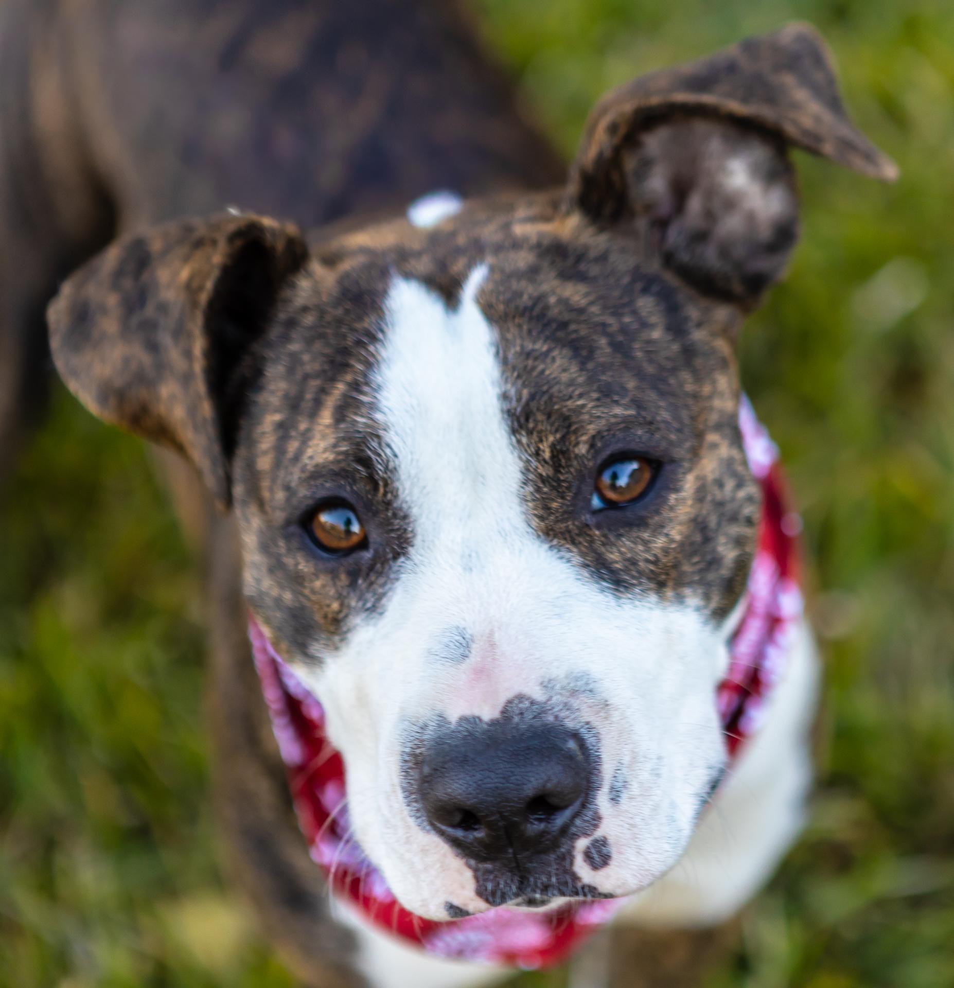 Enlarge Piggy, a ADOPTABLE mixed breed in Zachary, LA image 2/6