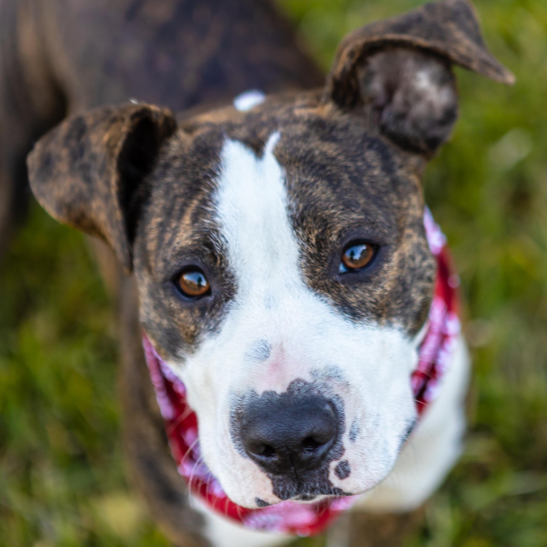 Enlarge Piggy, an adopted mixed breed in Zachary, LA image 3/6