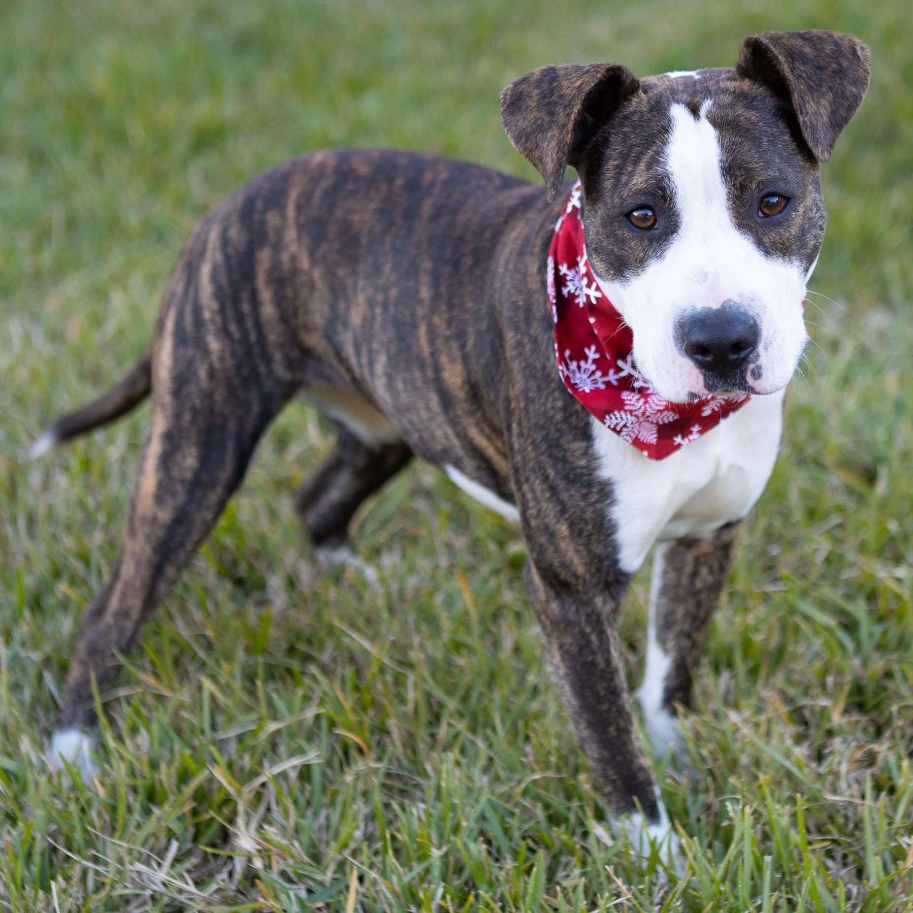 Enlarge Piggy, an adopted mixed breed in Zachary, LA image 5/6