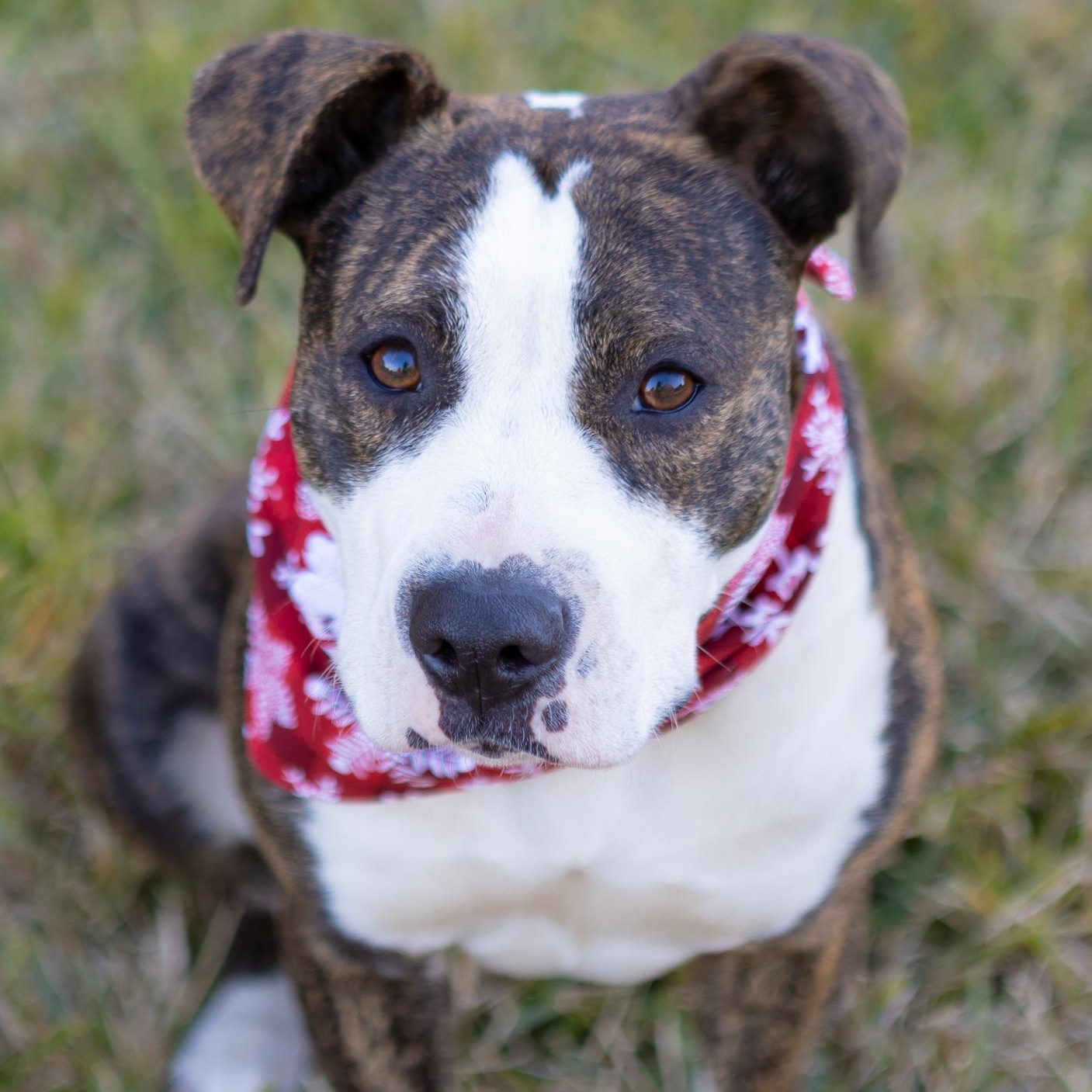 Enlarge Piggy, an adopted mixed breed in Zachary, LA image 4/6