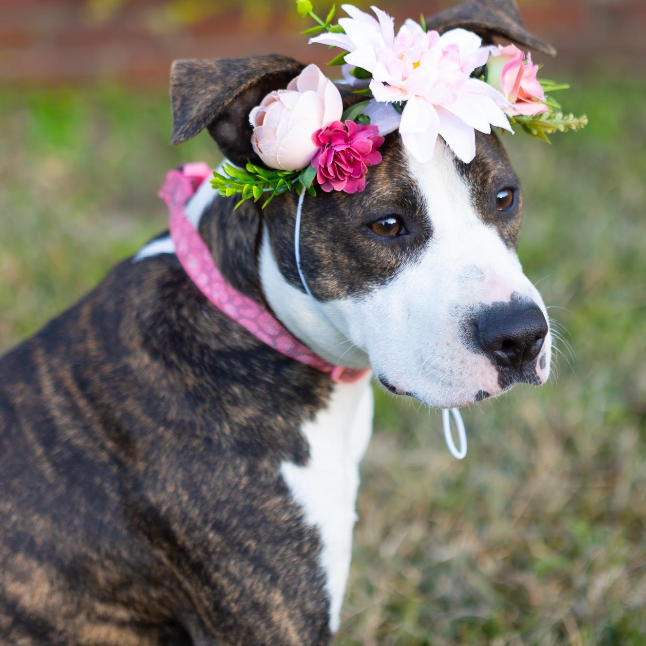 Enlarge Piggy, an adopted mixed breed in Zachary, LA image 6/6