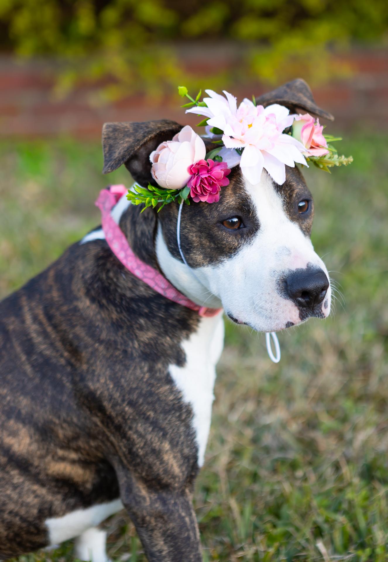 Enlarge Piggy, a ADOPTABLE mixed breed in Zachary, LA image 5/6