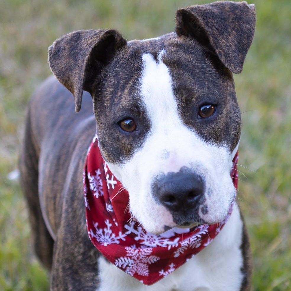 Piggy, ADOPTABLE, Adult Female American Staffordshire Terrier & Boxer.
