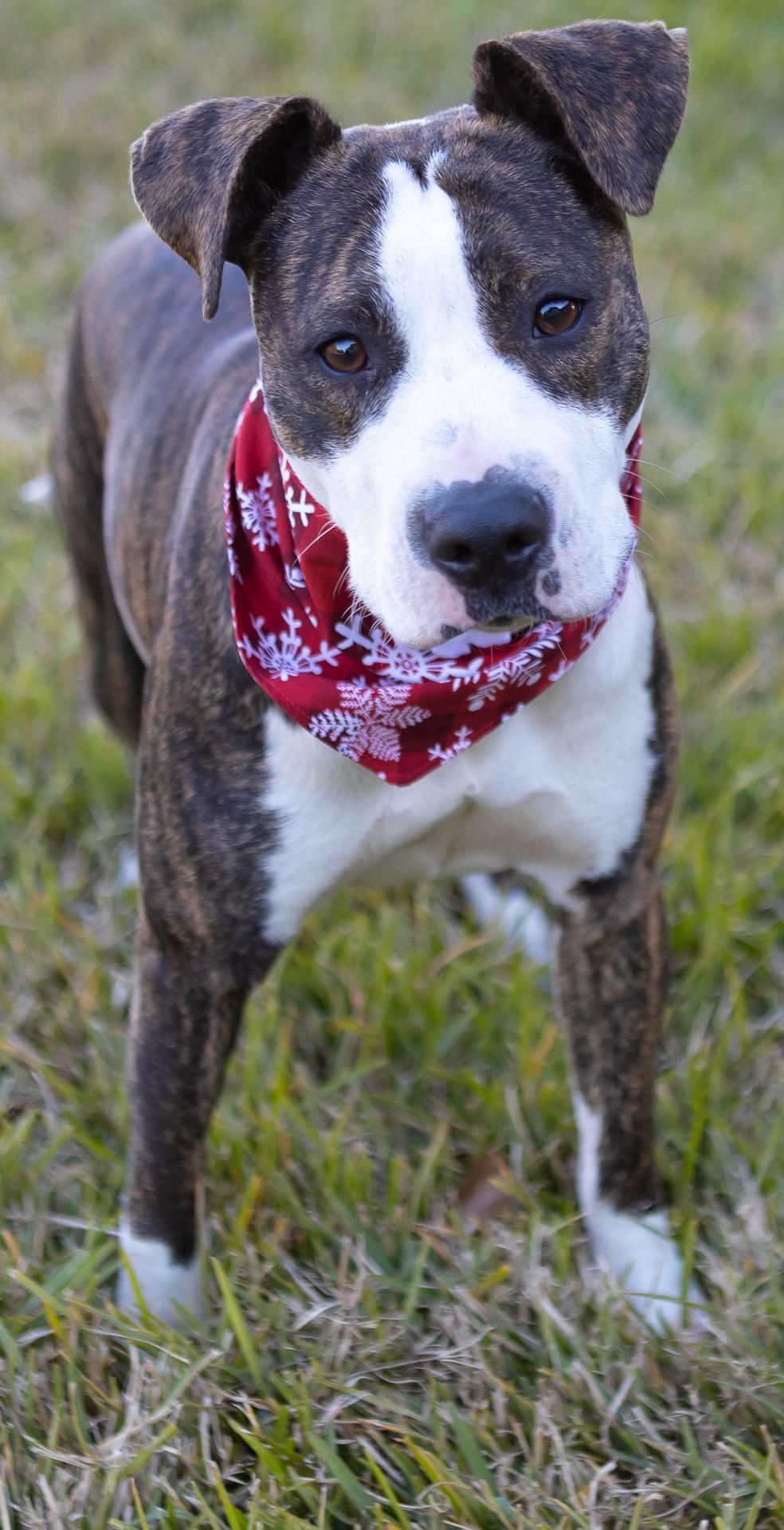 Enlarge Piggy, a ADOPTABLE mixed breed in Zachary, LA image 6/6