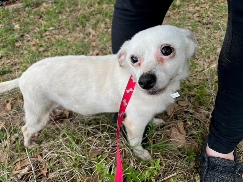 Pancake, Adoptable, Adult Female Chihuahua & Jack Russell Terrier.