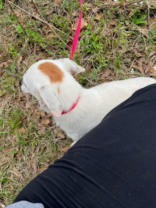 Enlarge Pancake, a Adoptable mixed breed in Bonifay, FL image 2/6