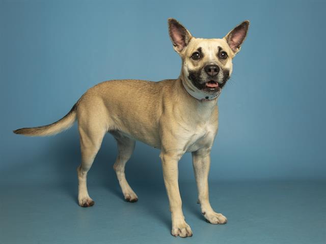 Enlarge DAISY, a Adoptable mixed breed in Phoenix, AZ image 1/1