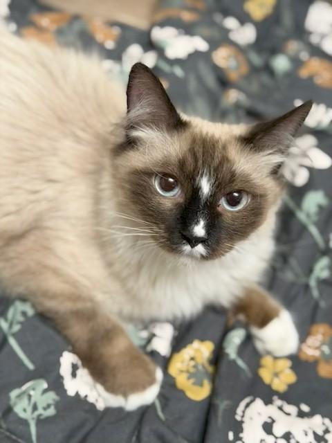 Finn, ADOPTABLE, Kitten Male Siamese.