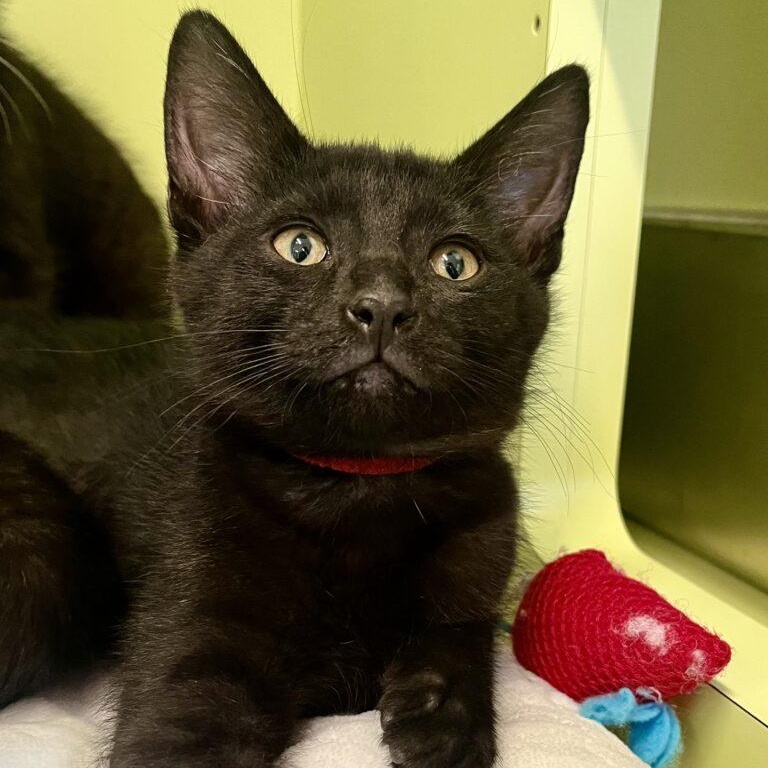 Huckleberry, Adoptable, Kitten Male Domestic Short Hair.
