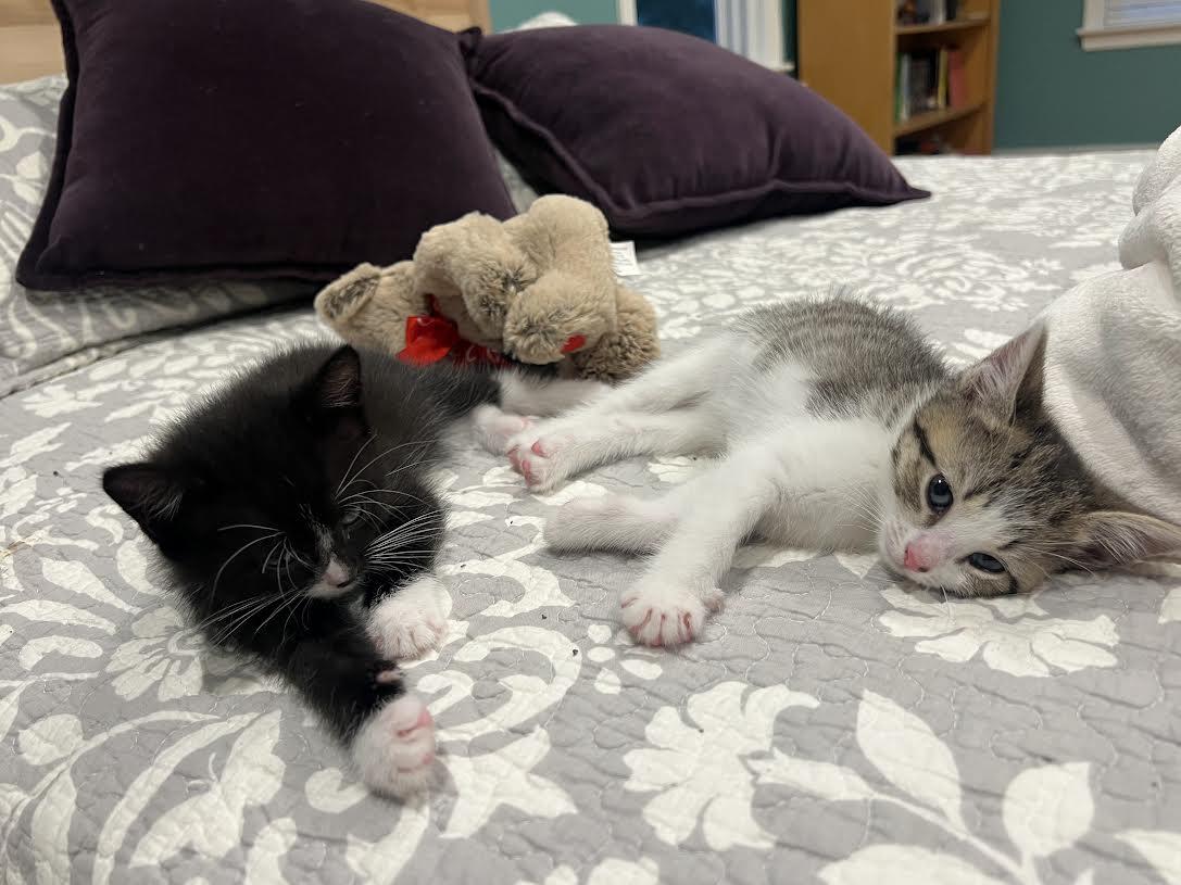 Blueberry & Huckleberry, Baby Male unknown