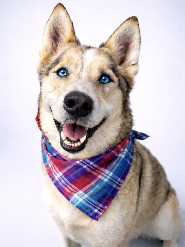 Enlarge Hanna, a Adoptable mixed breed in Seagoville, TX image 3/5