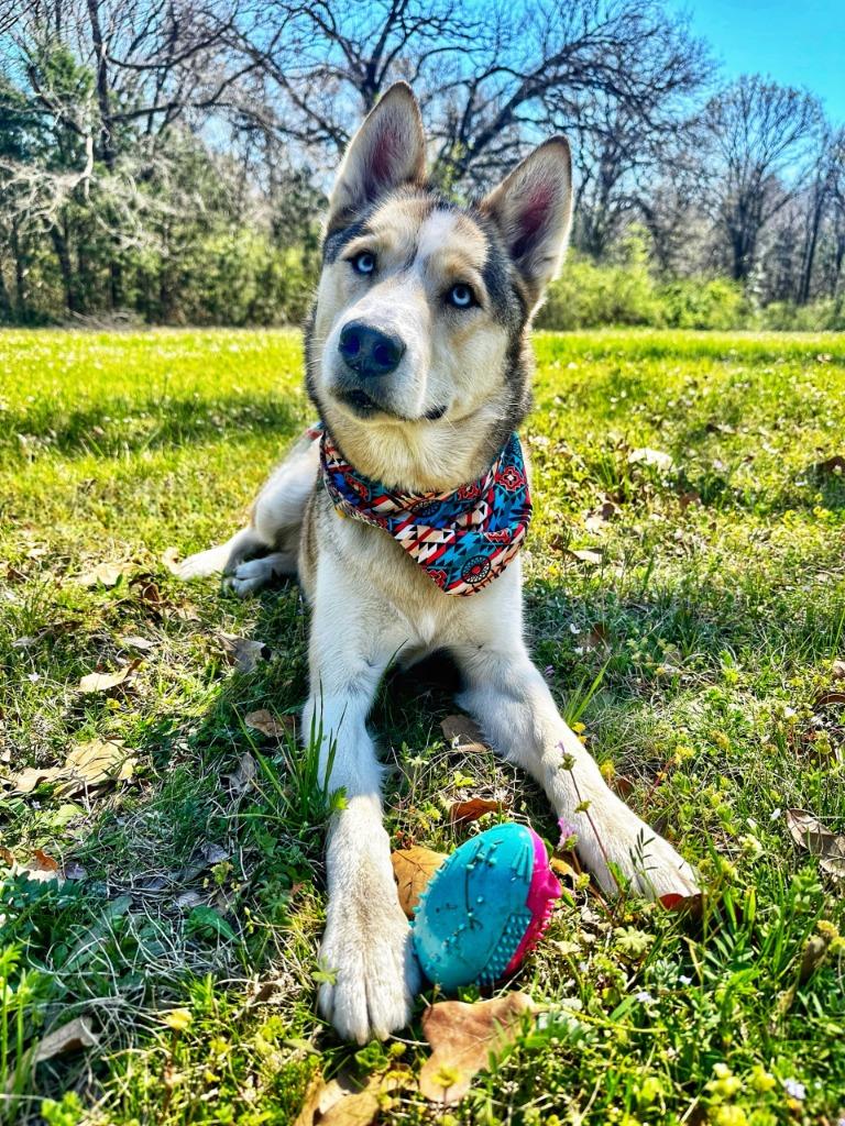 Enlarge Hanna, a Adoptable mixed breed in Seagoville, TX image 4/5