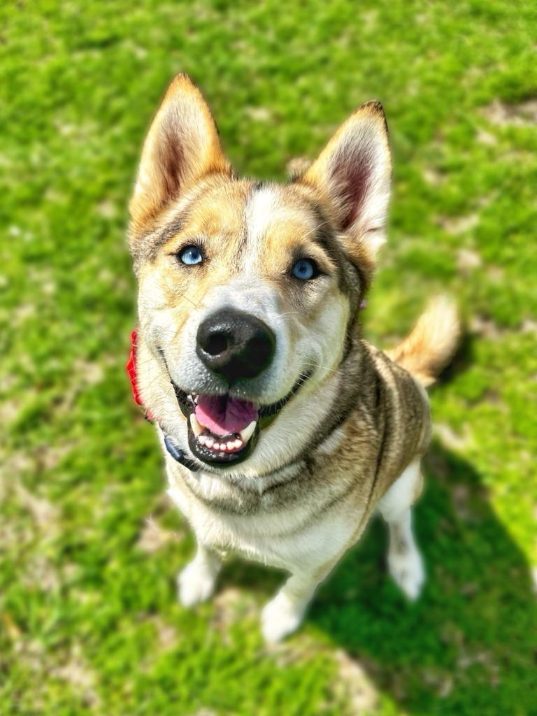 Enlarge Hanna, a Adoptable mixed breed in Seagoville, TX image 5/5