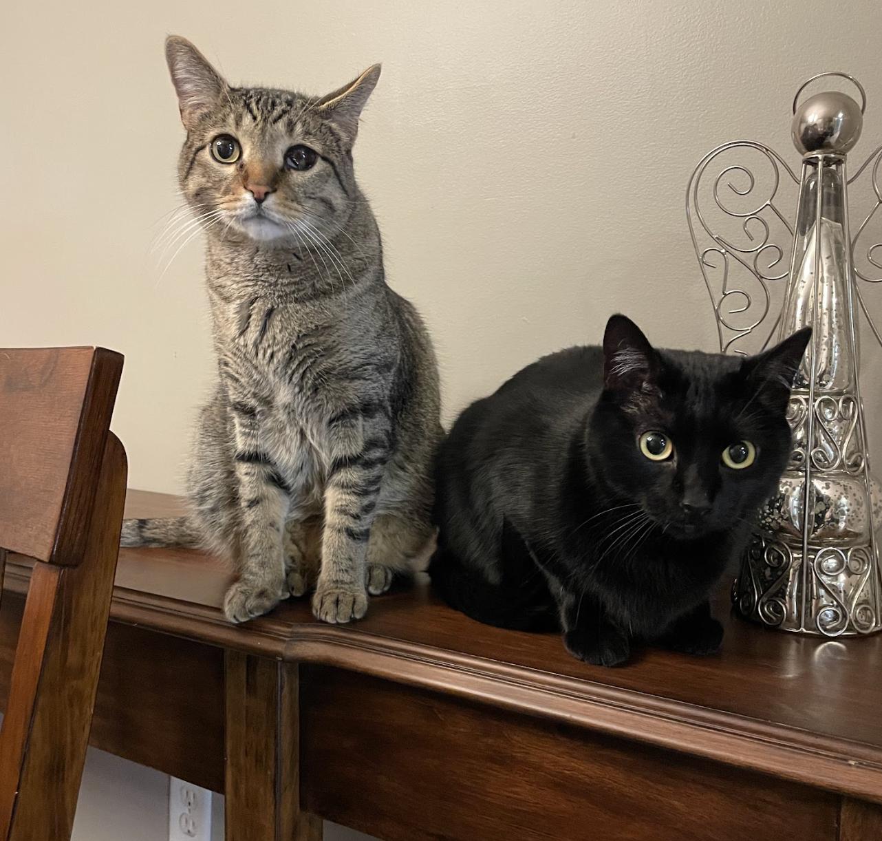 Enlarge Roz & Dimitri, a ADOPTABLE Domestic Short Hair in Cincinnati, OH image 3/6