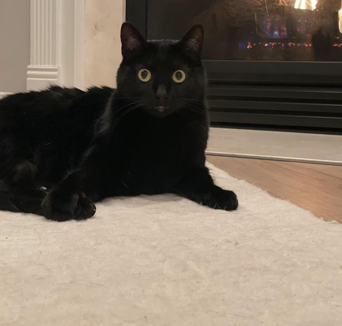 Enlarge Roz & Dimitri, a ADOPTABLE Domestic Short Hair in Cincinnati, OH image 6/6