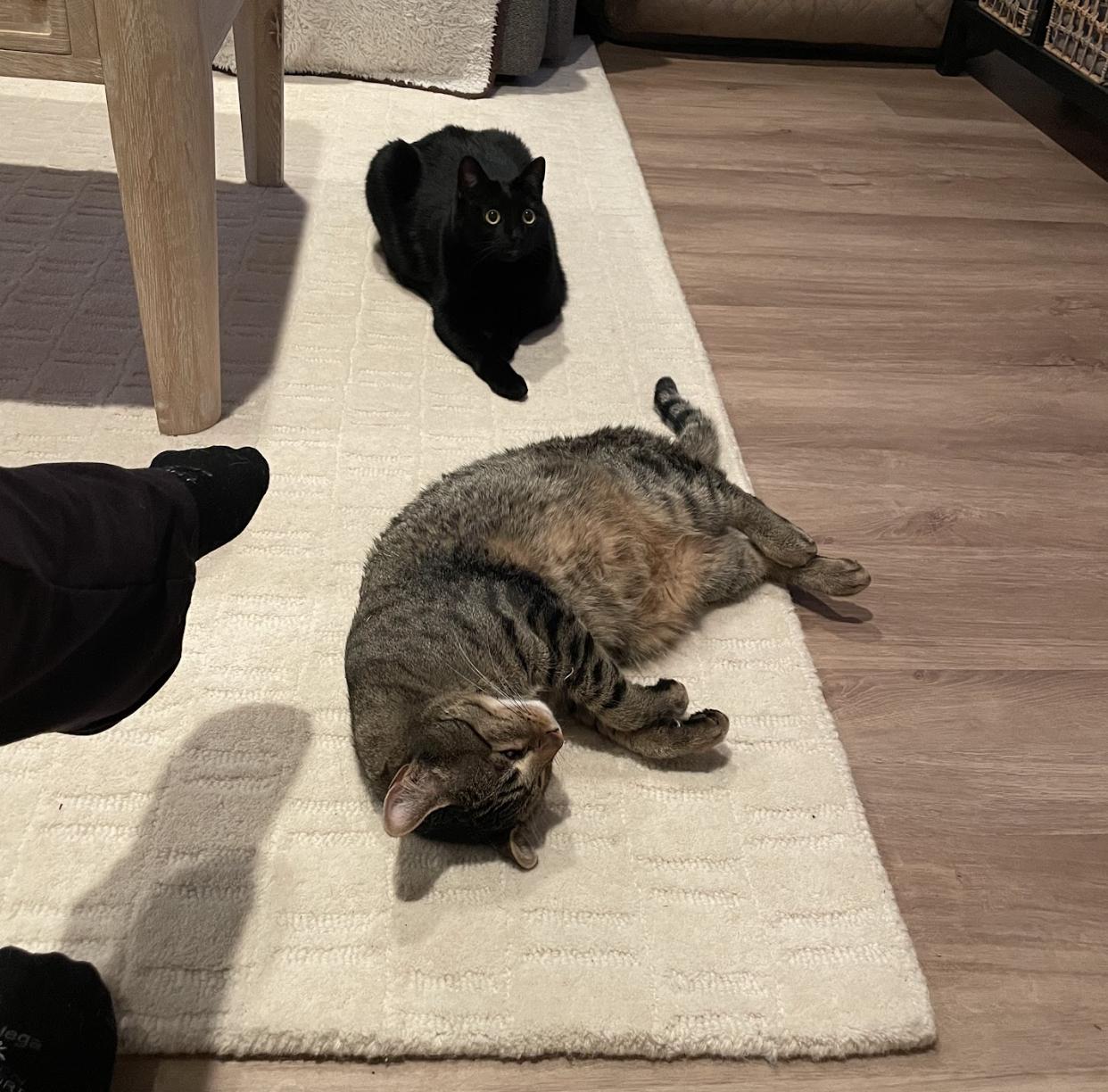 Enlarge Roz & Dimitri, a ADOPTABLE Domestic Short Hair in Cincinnati, OH image 5/6