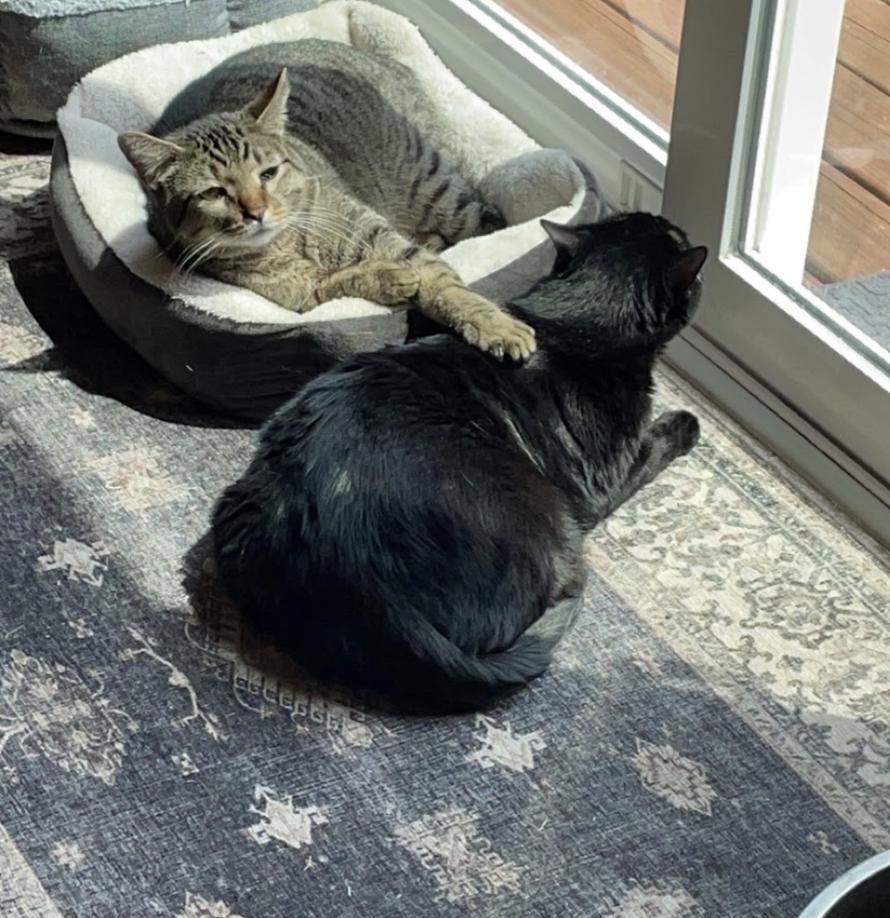 Enlarge Roz & Dimitri, a ADOPTABLE Domestic Short Hair in Cincinnati, OH image 2/6