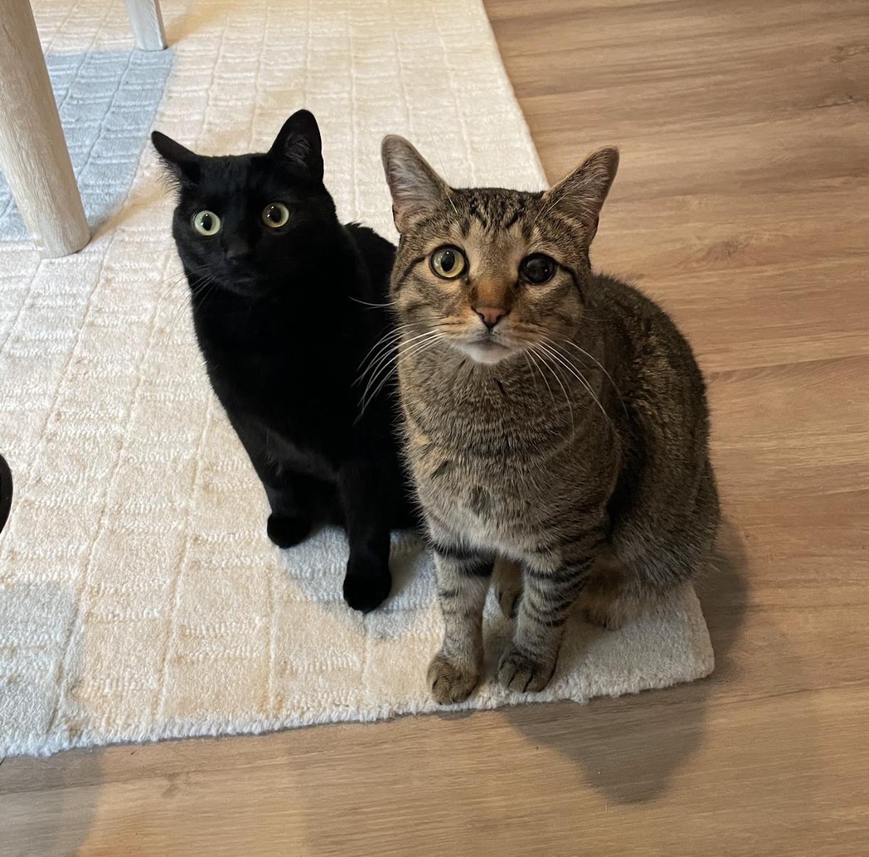 Roz & Dimitri, ADOPTABLE, Adult Male Domestic Short Hair.