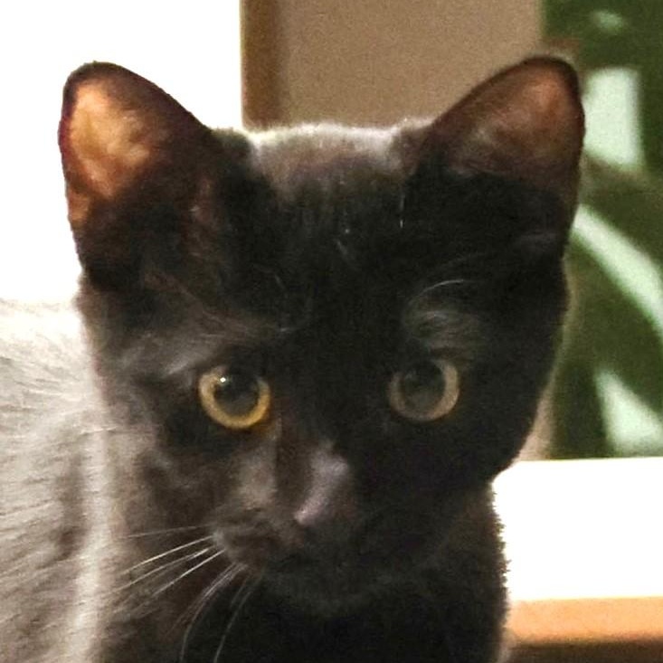 Muppet (A133590)