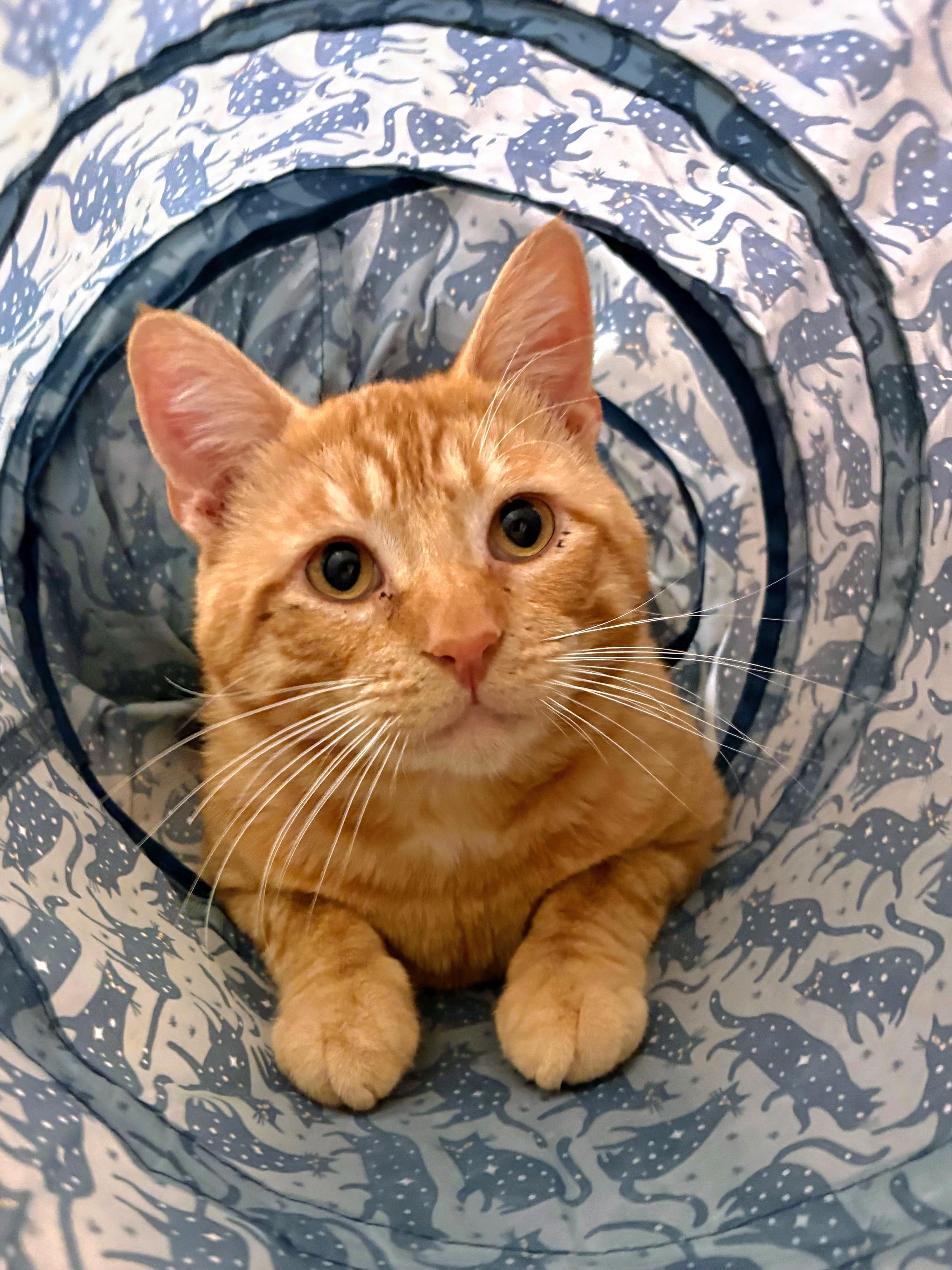 Enlarge :::Thor:::, an adopted mixed breed in Yorba Linda, CA image 5/6