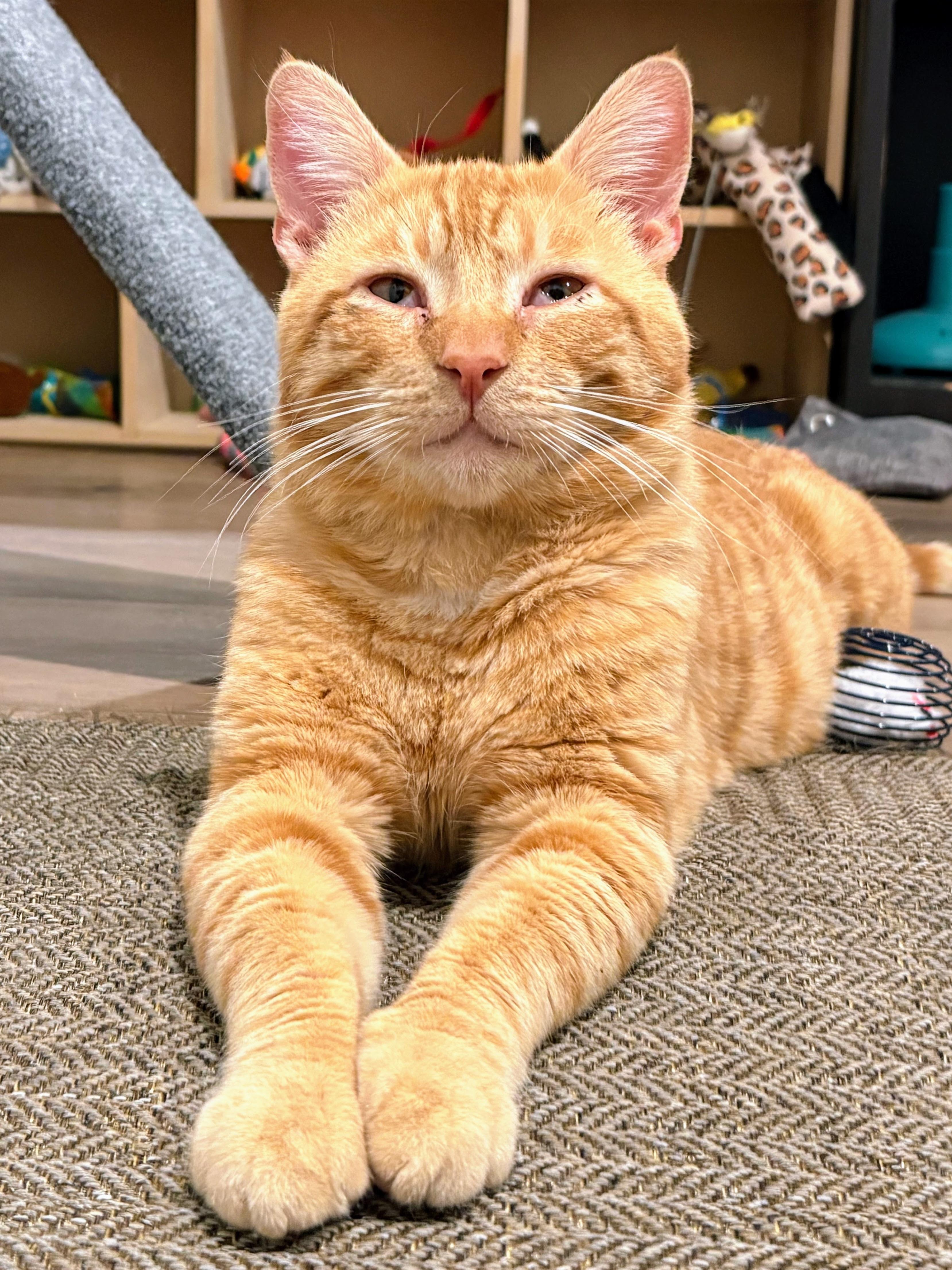 Enlarge :::Thor:::, an adopted mixed breed in Yorba Linda, CA image 2/6