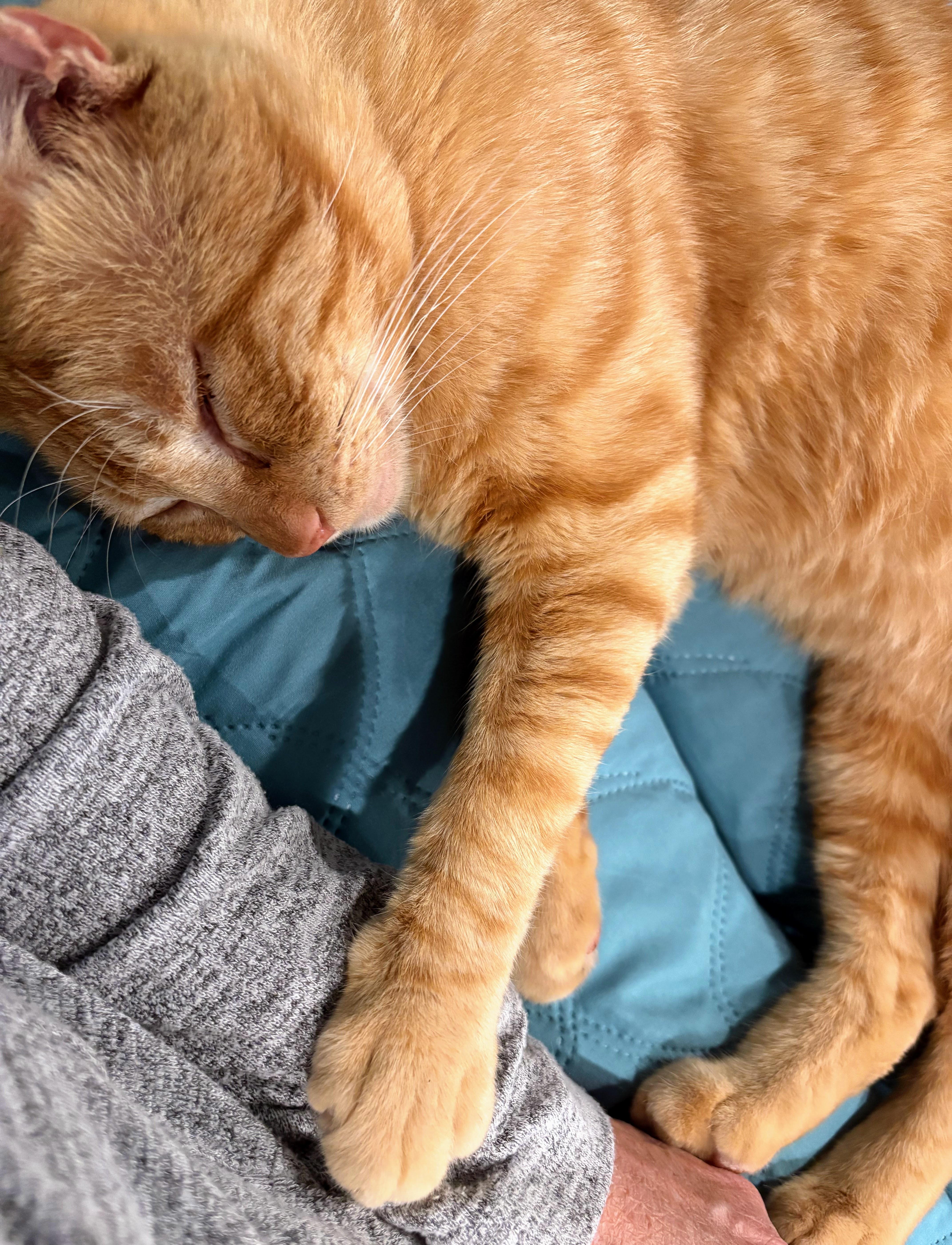 Enlarge :::Thor:::, an adopted mixed breed in Yorba Linda, CA image 3/6