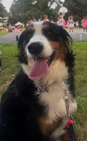 Enlarge Jolene, a Adoptable mixed breed in Avondale, PA image 1/1