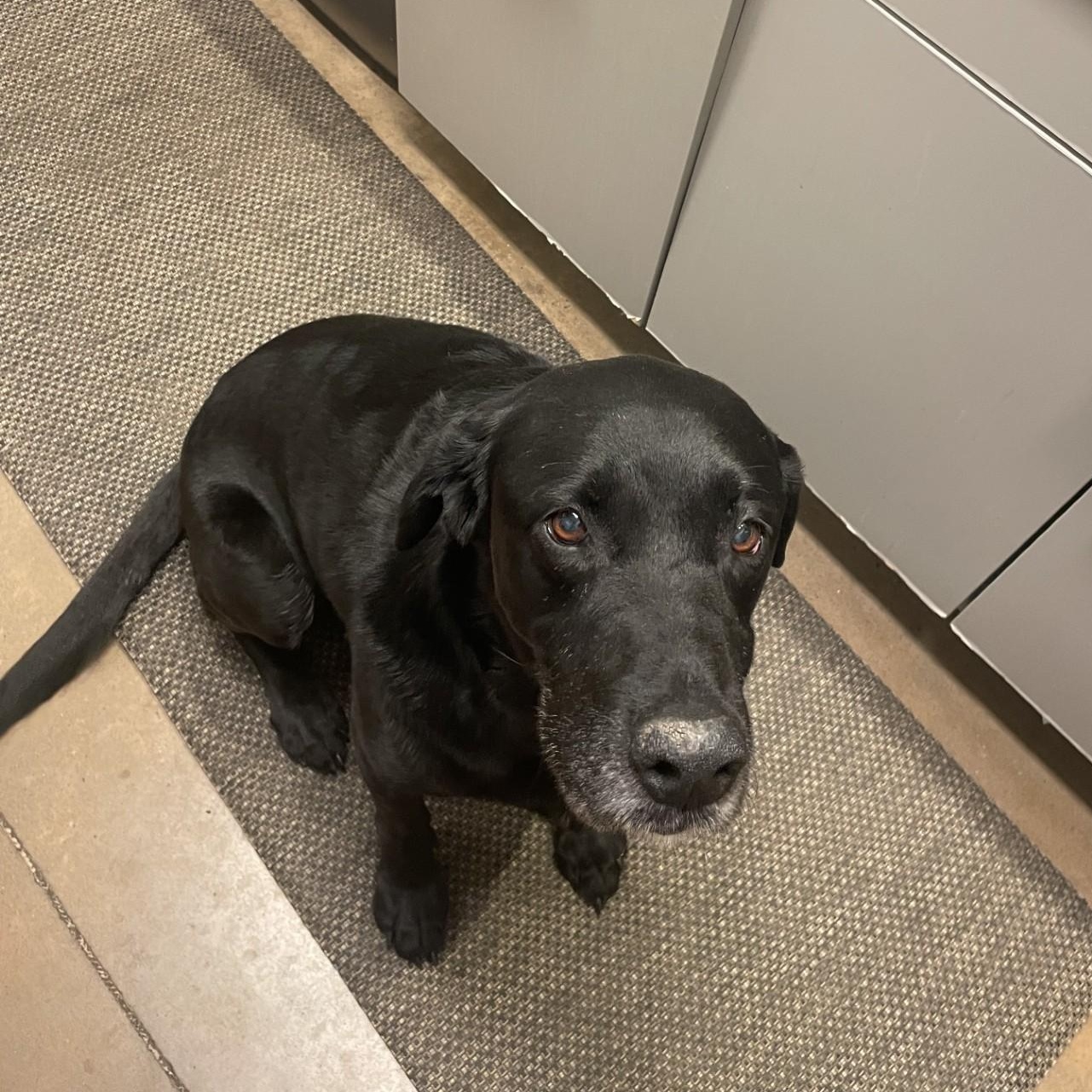 Gus, ADOPTABLE, Senior Male Black Labrador Retriever.