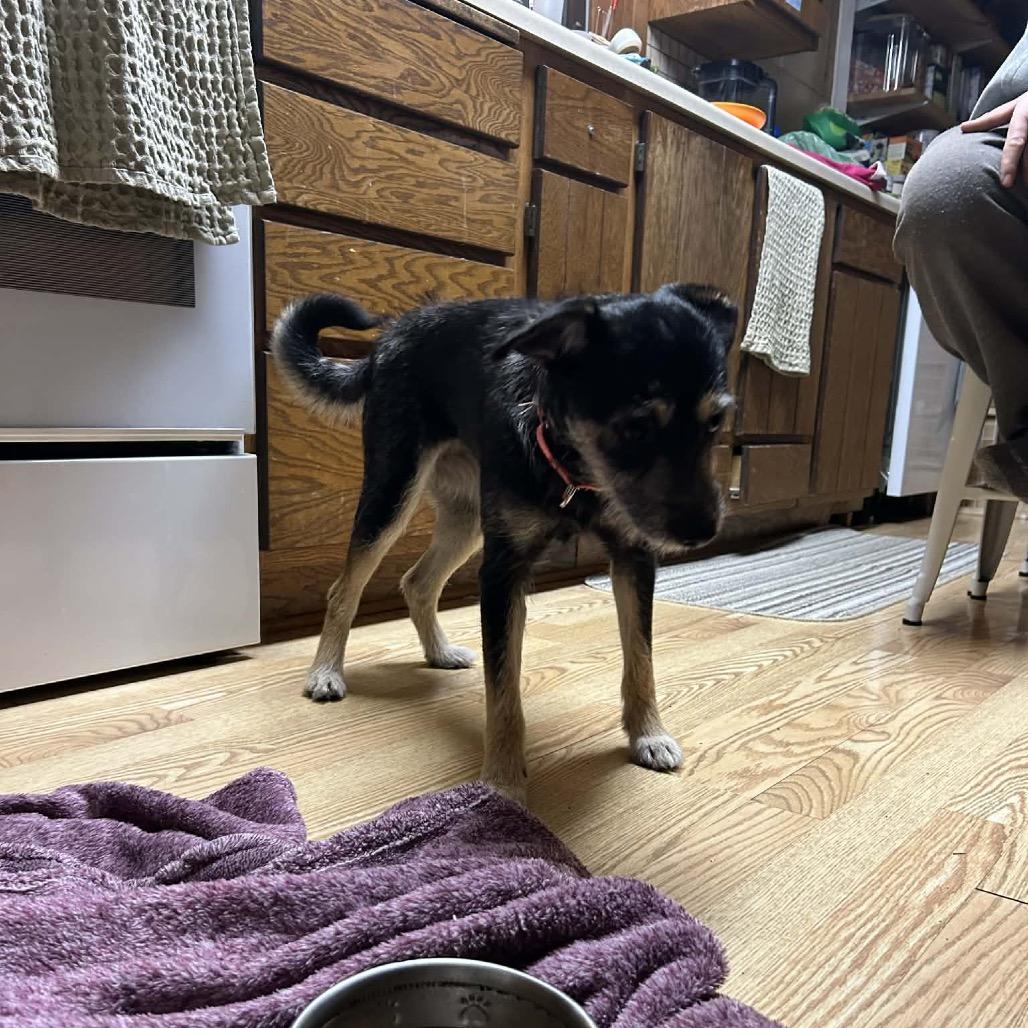 Enlarge Sassy, a Adoptable mixed breed in Tomah, WI image 1/5