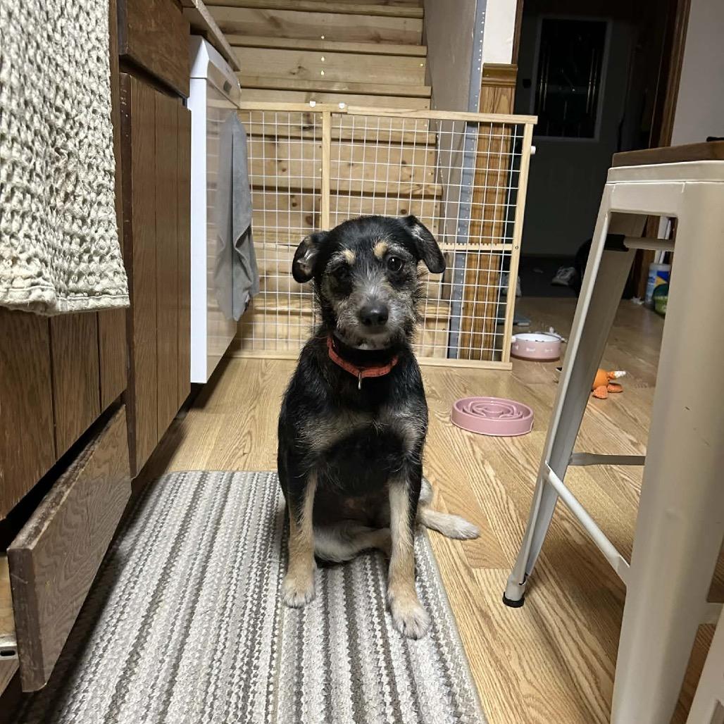 Enlarge Sassy, a Adoptable mixed breed in Tomah, WI image 2/5