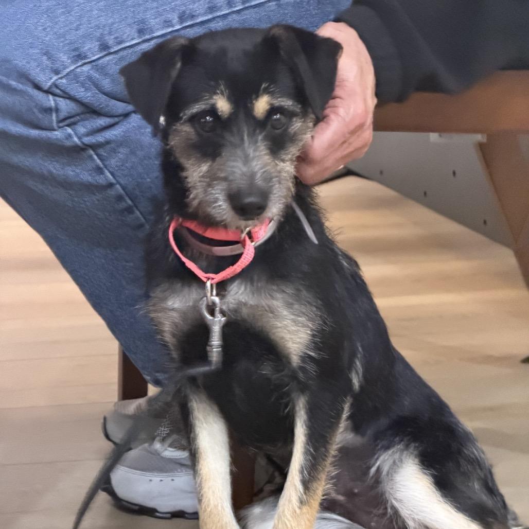 Enlarge Sassy, a Adoptable mixed breed in Tomah, WI image 3/5