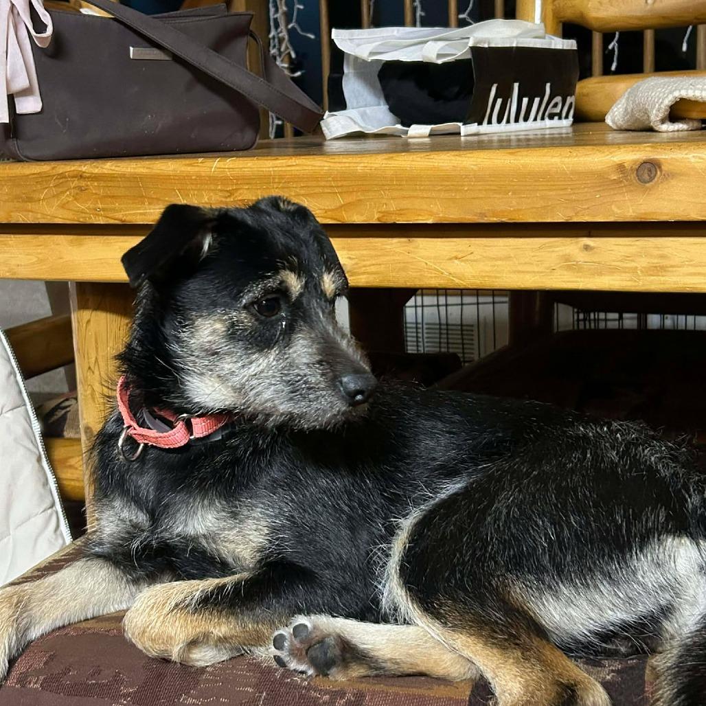 Enlarge Sassy, a Adoptable mixed breed in Tomah, WI image 5/5