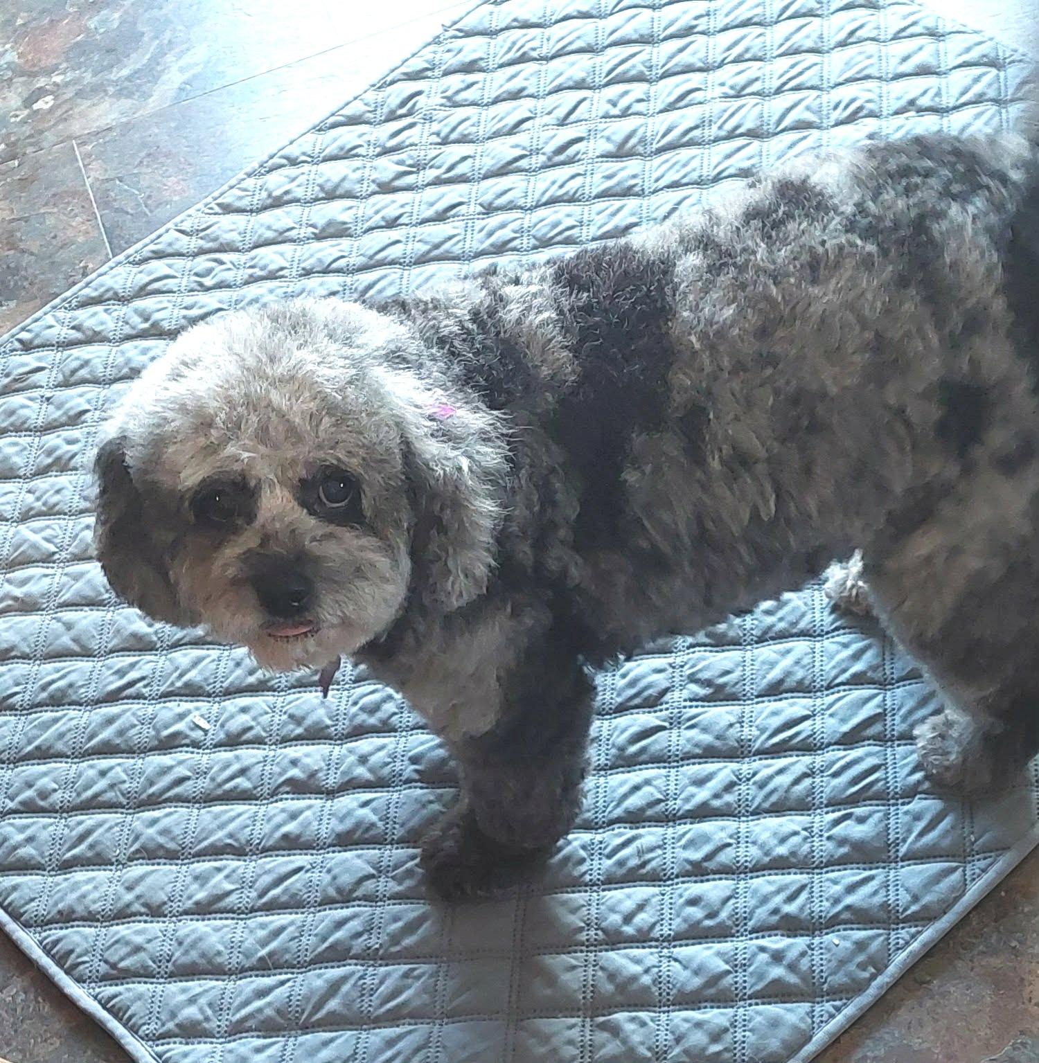 Enlarge Sally, an adopted Cavapoo in Conesus, NY image 2/4