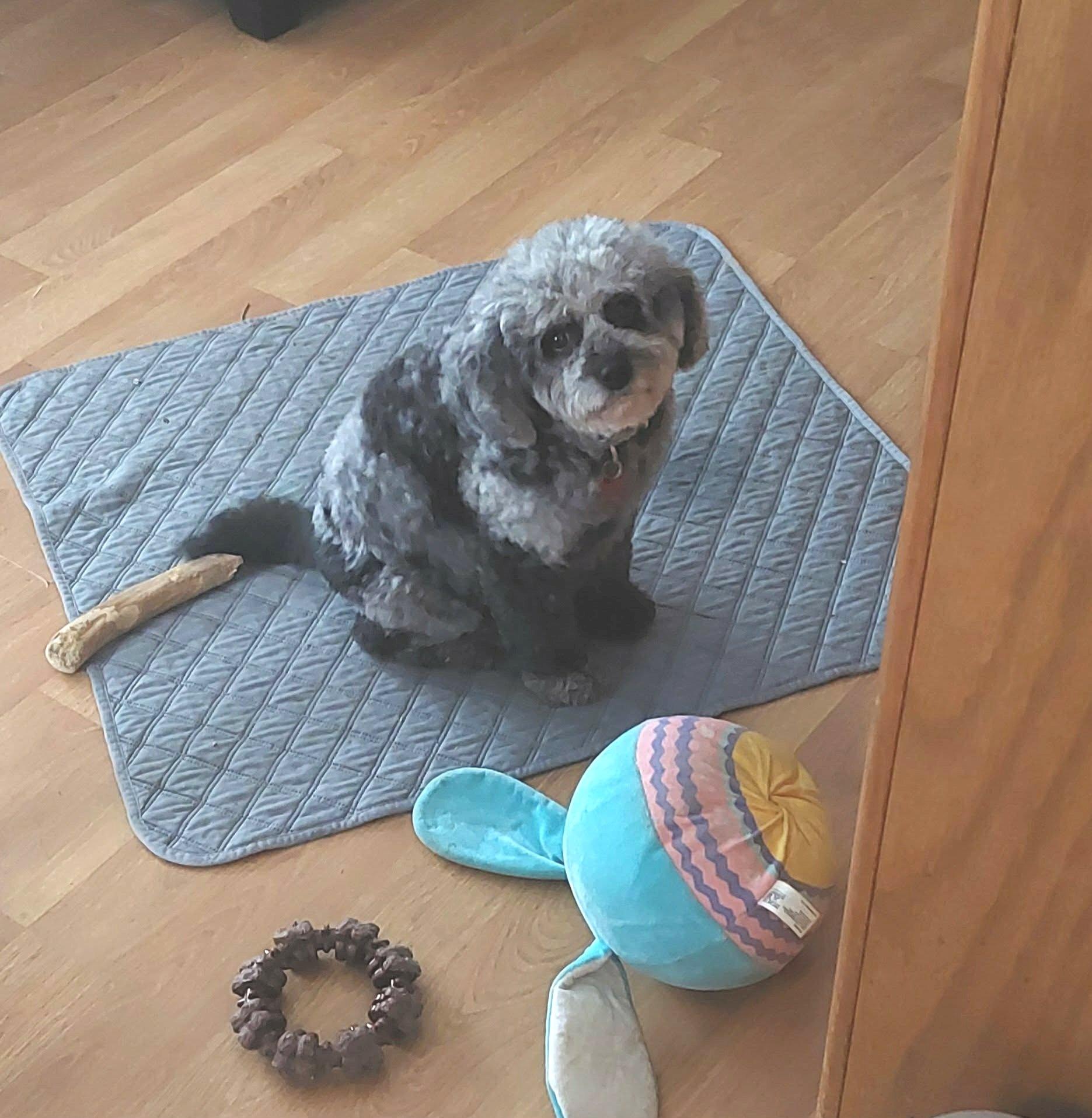 Enlarge Sally, an adopted Cavapoo in Conesus, NY image 3/4