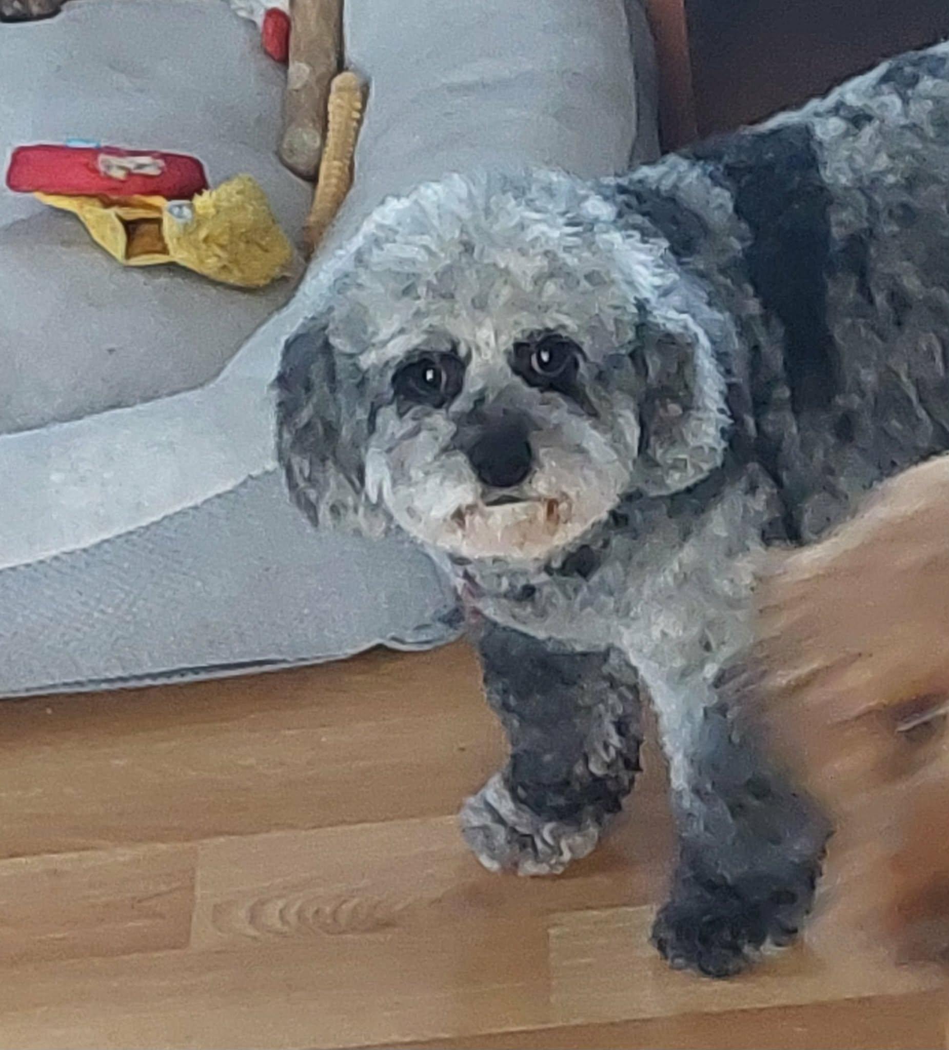 Enlarge Sally, an adopted Cavapoo in Conesus, NY image 1/4