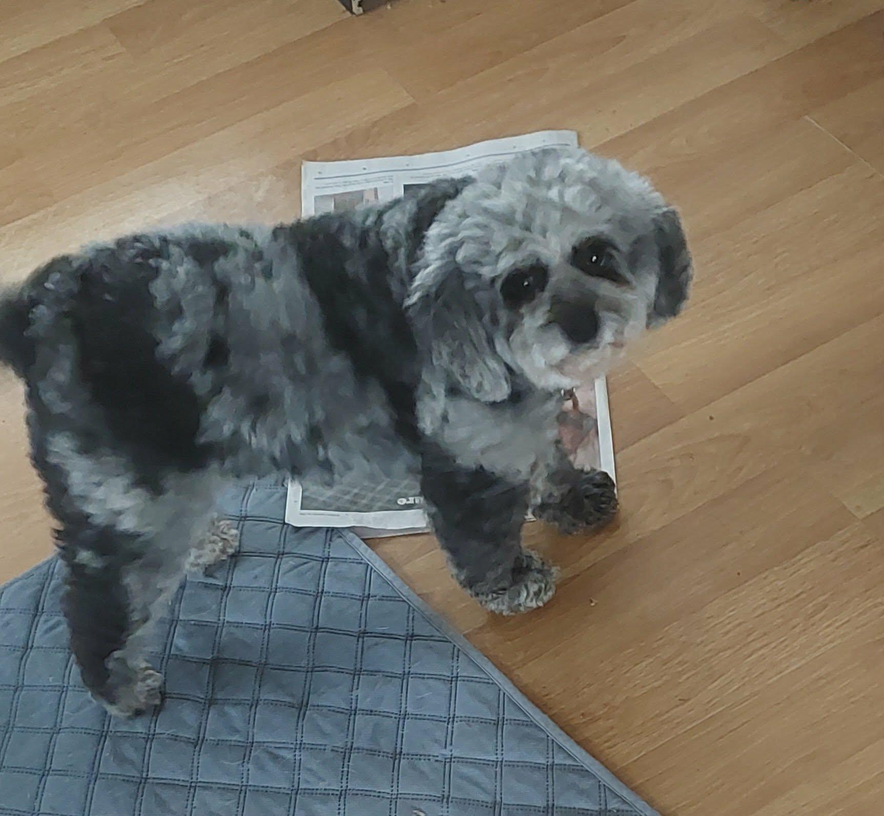 Enlarge Sally, an adopted Cavapoo in Conesus, NY image 4/4