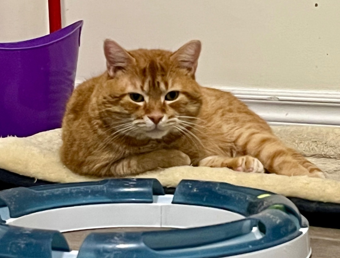 Enlarge Tigra , a Adopted Domestic Short Hair in Hamilton, ON image 1/3