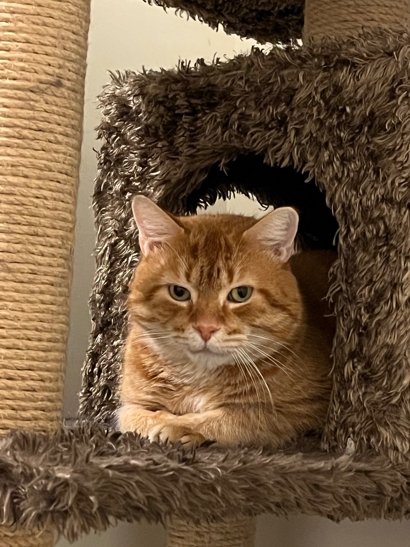 Enlarge Tigra , a Adopted Domestic Short Hair in Hamilton, ON image 2/3