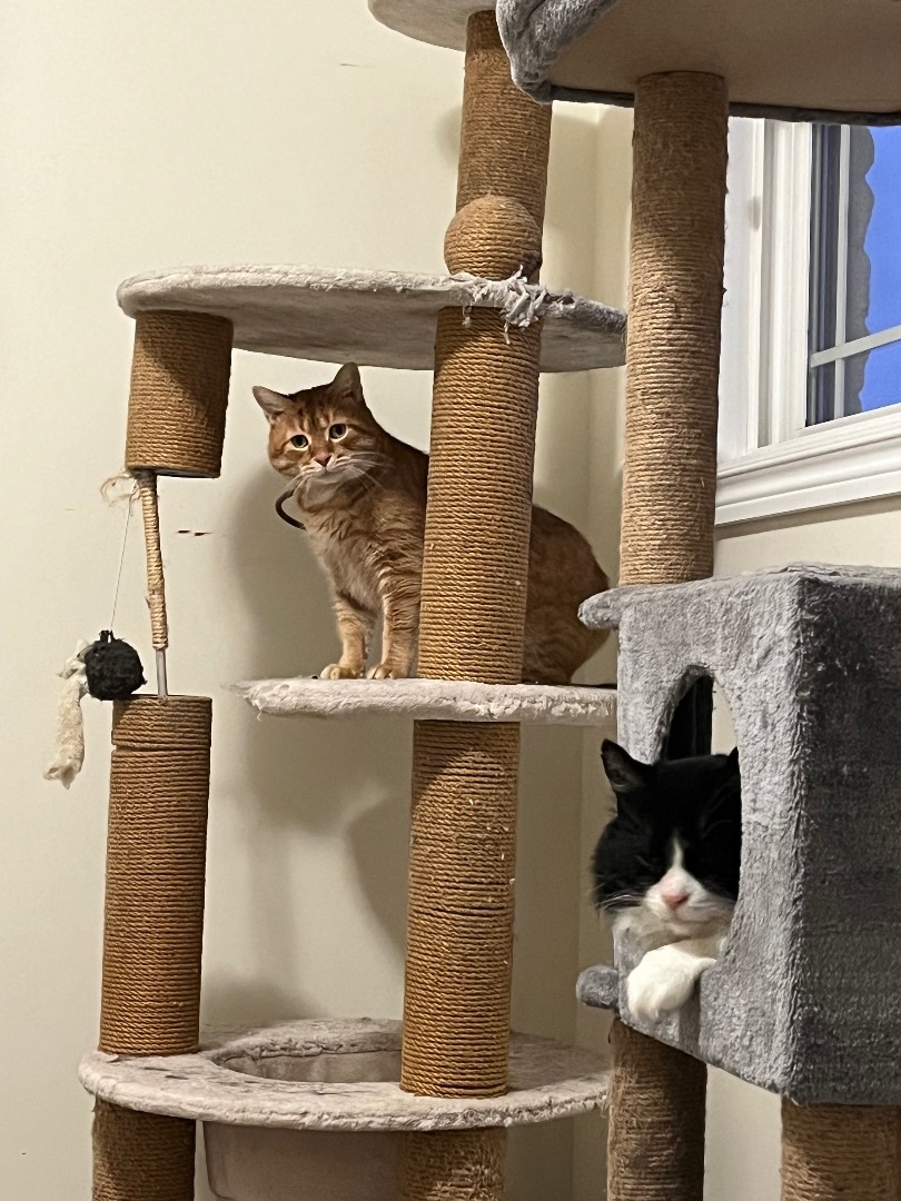 Enlarge Tigra , a Adopted Domestic Short Hair in Hamilton, ON image 3/3