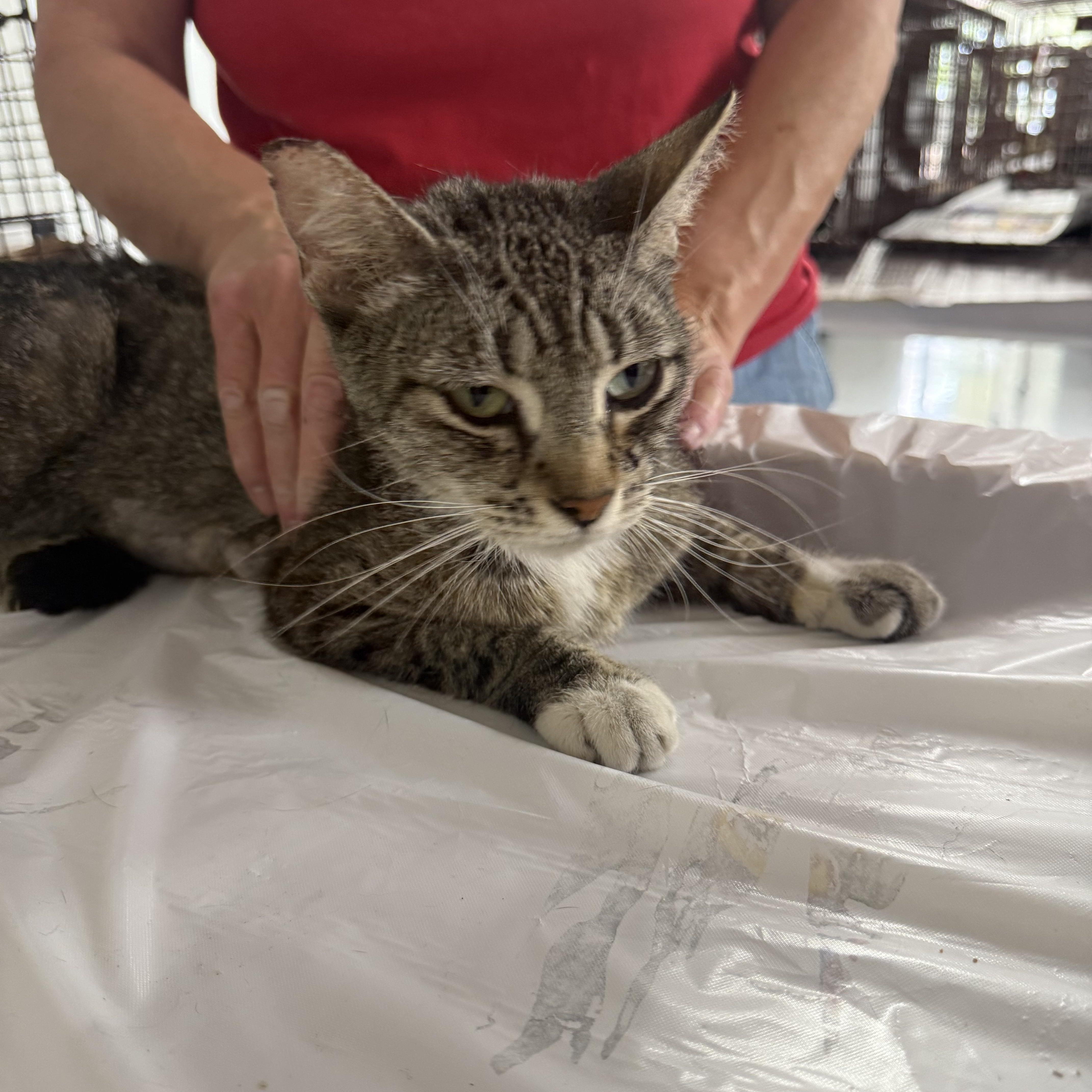 Squeeze Dried, an adoptable Tabby in Las Vegas, NV, 89101 | Photo Image 2