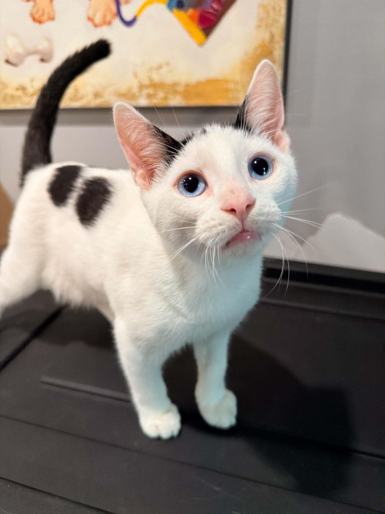 Bijou, Adoptable, Kitten Male Domestic Short Hair.