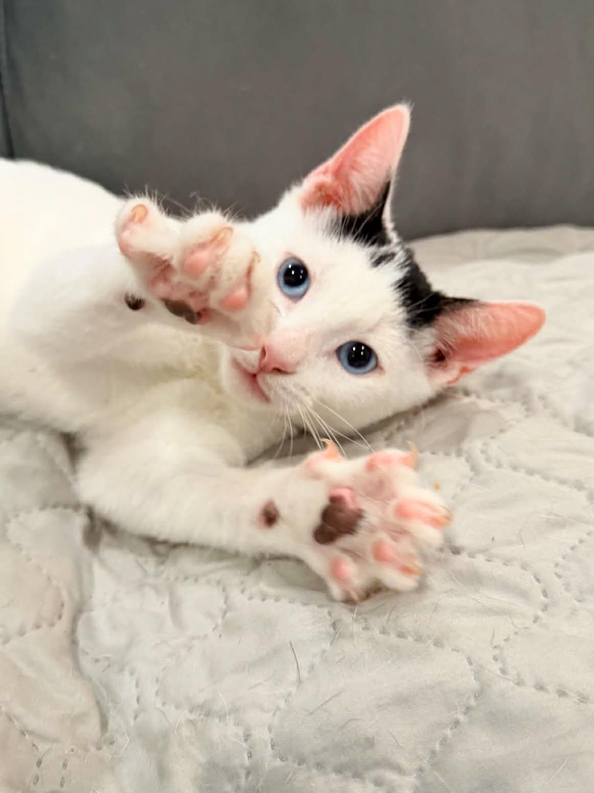 Enlarge Bijou, a Adoptable Domestic Short Hair in Mullica Hill, NJ image 1/3