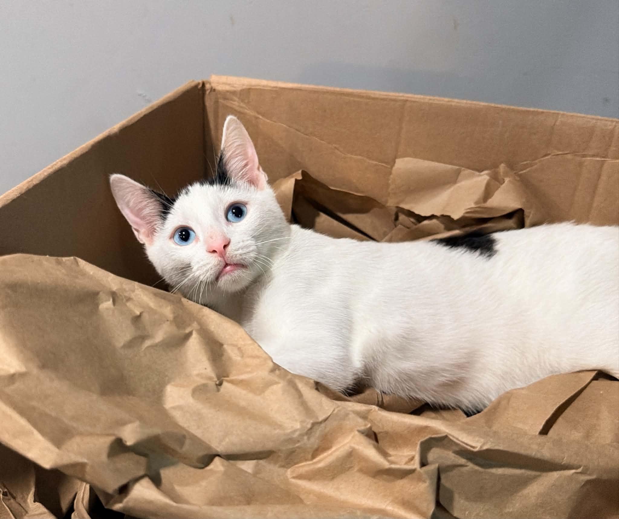 Enlarge Bijou, a Adoptable Domestic Short Hair in Mullica Hill, NJ image 3/4