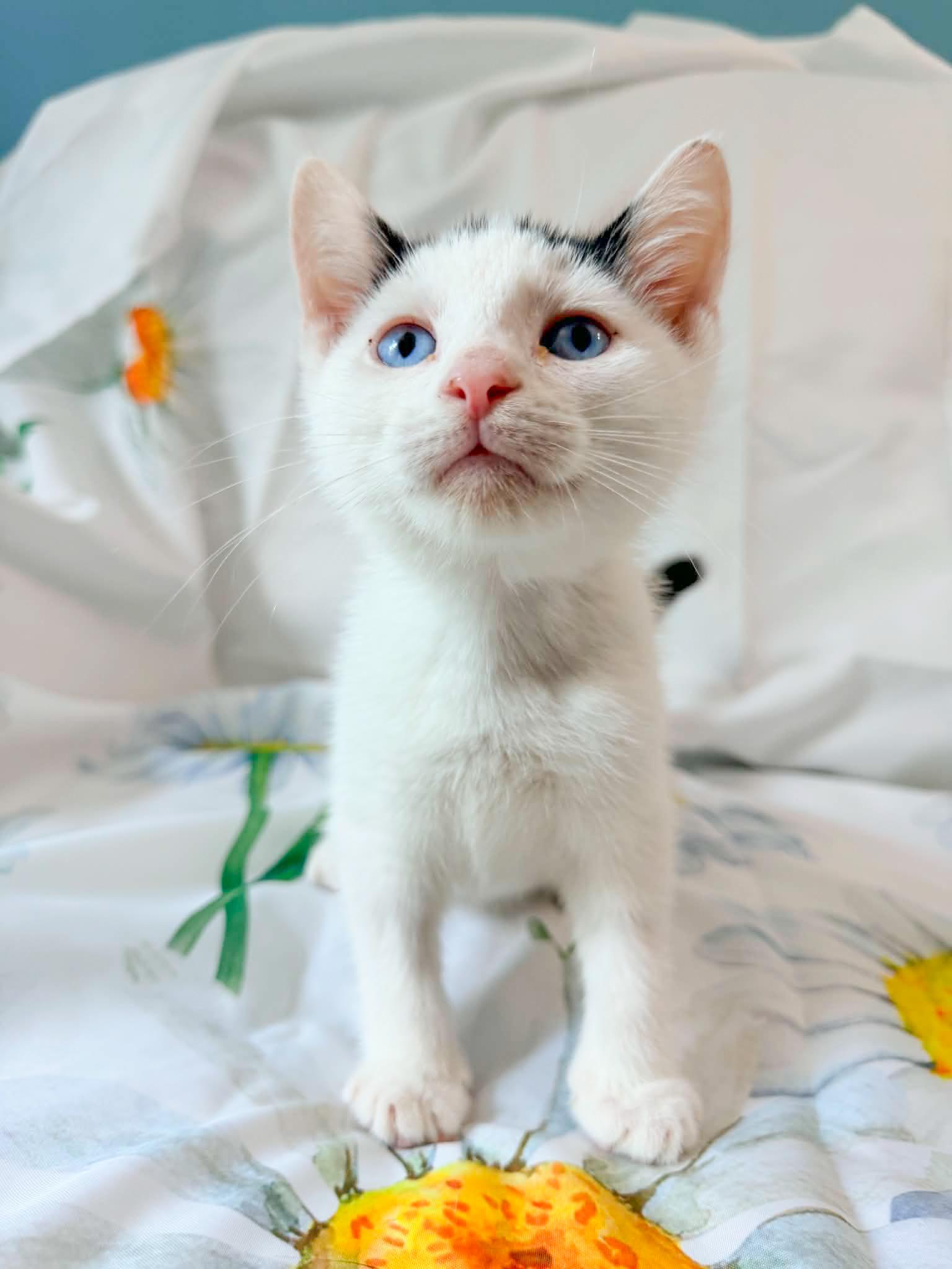 Enlarge Bijou, a Adoptable Domestic Short Hair in Mullica Hill, NJ image 2/3