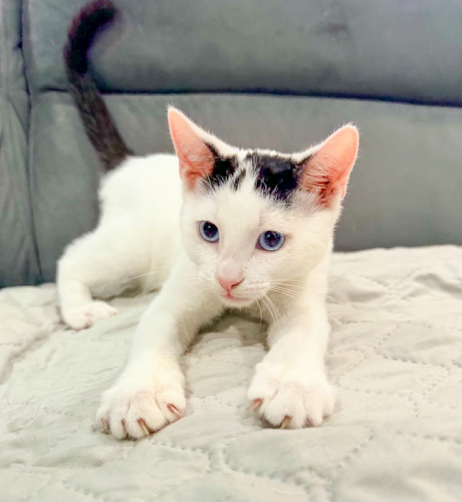 Enlarge Bijou, a Adoptable Domestic Short Hair in Mullica Hill, NJ image 3/3