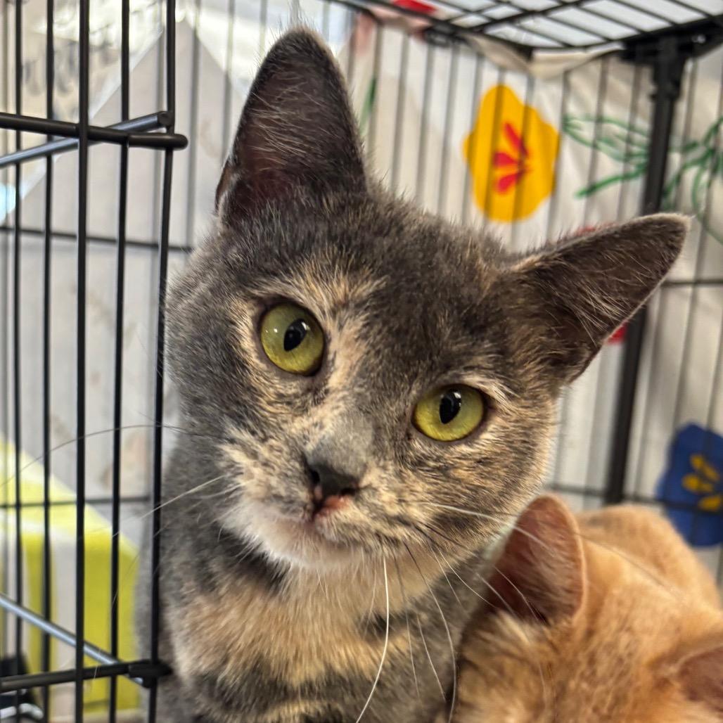 Enlarge Gopher, a Adoptable Domestic Short Hair in Chippewa Falls, WI image 1/1